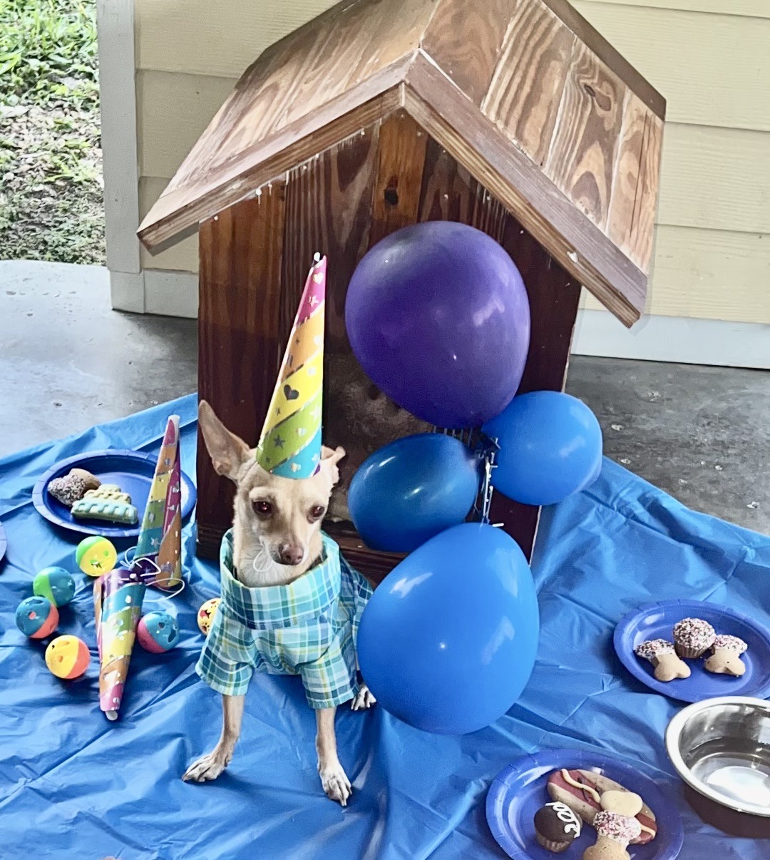 A chihuahua in a party dress with blue balloons