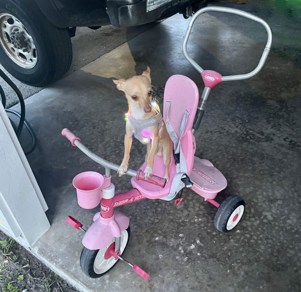 A chihuahua on a pink tricycle